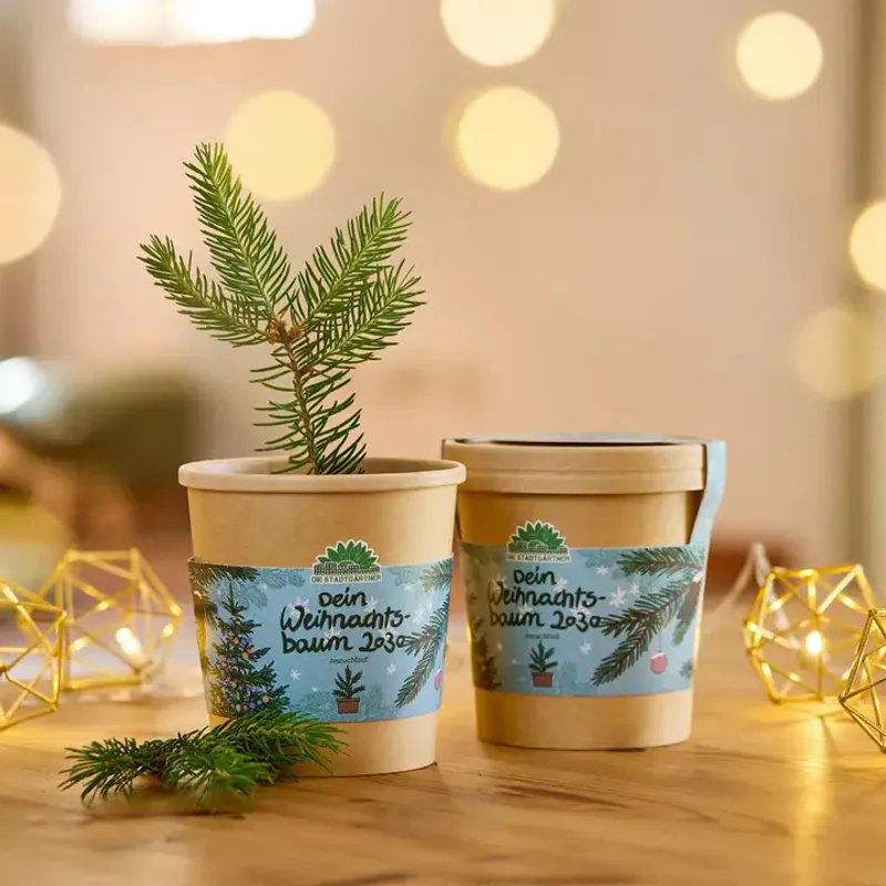 Christmas Tree Growing Kit / Die Stadtgärtner