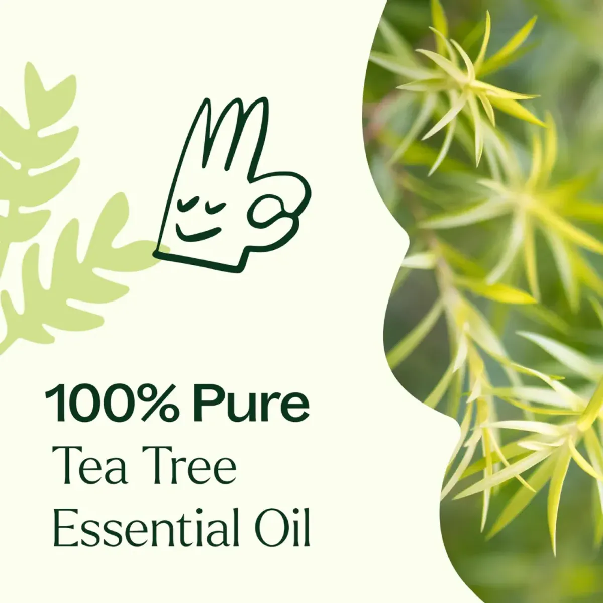 Tea Tree eterisk olje, 10ml, økologisk / Plant Therapy