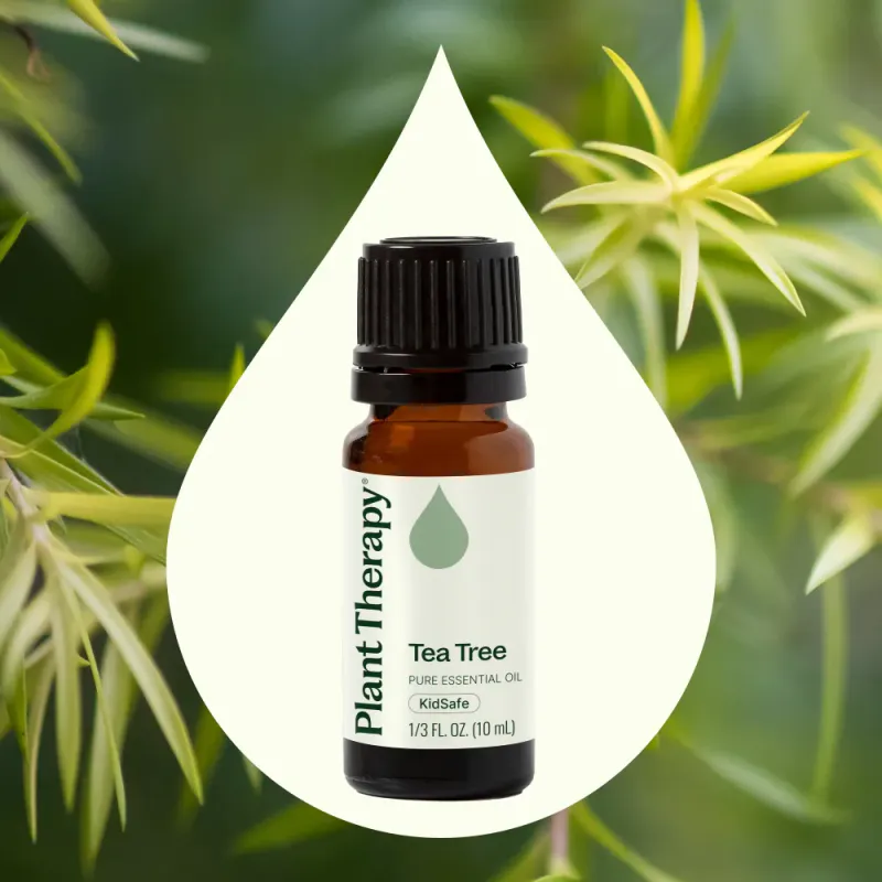 Tea Tree eterisk olje, 10ml, økologisk / Plant Therapy